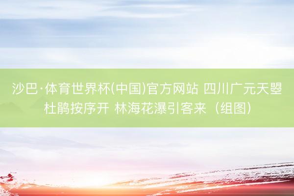 沙巴·体育世界杯(中国)官方网站 四川广元天曌杜鹃按序开 林海花瀑引客来（组图）